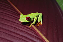 Red-eyed Tree Frog (Agalychnis callidryas) nocturnal, red eyes help it see in darkness, Panama rainforest