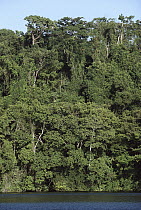 Rainforest canopy and Panama Canal with lianas and vines, Panama Rainforest