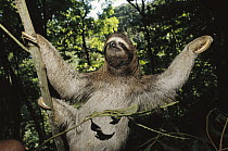 Brown-throated Three-toed Sloth (Bradypus variegatus) gentle and slow-moving with symbiotic algae growing in hair, rainforest ecosystem, Panama