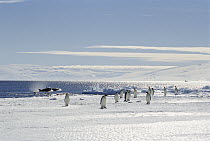 Emperor Penguin (Aptenodytes forsteri) group on ice edge next to predatory Orcas (Orcinus orca), Antarctica