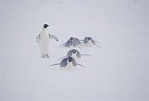 Emperor Penguin (Aptenodytes forsteri) group seeking rookery, may walk 100 miles to reach rookery, Antarctica