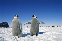Emperor Penguin (Aptenodytes forsteri) two chicks, parents can recognize chick's call among 50, 000 birds, Antarctica