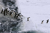 Adelie Penguin (Pygoscelis adeliae) group at rookery, starving parents seek access to sea to feed but are fearful of leopard seals, Cape Bird, Antarctica