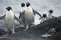Adelie Penguin (Pygoscelis adeliae) group return to rookery to relieve their mates that are brooding on nests, Cape Bird, Antarctica