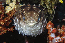 Porcupinefish (Diodon sp) swells up in defense, Philippines