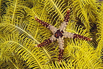 Candy Cane Sea Star (Fromia monilis) within arms reach of a Feather Star (Comanthina nobilis), Philippines