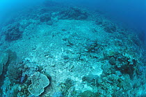 Coral reef damaged by dynamite fishing has not recovered in 20 years, Similan Islands, Thailand