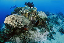 Coral has overgrown artificial reef created by old tires, Similan Islands, Thailand