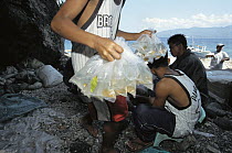 Islanders from Cabo Verde Village use environmentally sound methods to catch tropical fish for the aquarium trade, Philippines