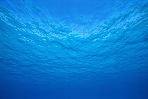 The ocean's surface from below, Pacific Ocean