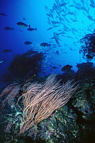 Cavalla (Caranx sp) school and Great Barracuda (Sphyraena barracuda) swirl behind walls of Sea Fans, Papua New Guinea