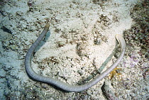 Olive Sea Snake (Aipysurus laevis) extremely venomous but not aggressive, Papua New Guinea