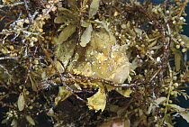 Sargassum Frogfish (Histrio histrio) rides amongst rafts of floating Sargassum seaweed, looks almost exactly like the weed itself Papua New Guinea