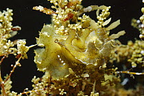 Sargassum Nudibranch (Scyllaea pelagica) pair mating, snails ride amongst rafts of floating Sargassum seaweed, look almost exactly like the weed itself Papua New Guinea