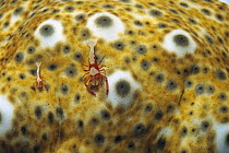 Emperor Shrimp (Periclimenes imperator / Zenopontonia rex) live on surfaces of Sea Cucumber, Papua New Guinea