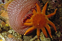 Morning Sun Star (Solaster dawsoni) fed on by Rose Anemone, Queen Charlotte Islands, Canada