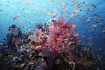 Basslet (Pseudanthias sp) school crowds coral wall with colorful Soft Corals (Dendronephthya sp), Red Sea
