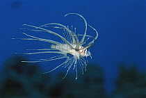 Lionfish (Pterois sp) juvenile has long fins in relation to body size Red Sea