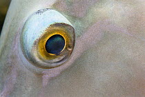 Parrotfish (Scaridae) eye while sleeping near Sharm el Sheikh, Red Sea, Egypt