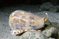 Striate Cone Snail (Conus striatus) uses venomous barb to subdue prey, dangerous to humans, Red Sea