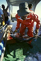 Southern Bluefin Tuna (Thunnus maccoyii) at market, South Australia