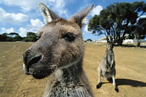Western Grey Kangaroo (Macropus fuliginosus) group, Lighthouse Point, Kangaroo Island, South Australia