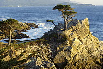 Dwarf Cypress (Taxodium sp) tree on edge of rock cliff bordering Pacific Ocean, Pebble Beach, California