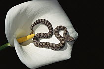 Rattlesnake (Crotalus sp) baby on Calla Lily, Big Sur coast, California