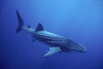 Whale Shark (Rhincodon typus) largest fish in the world to 60 feet, Seychelles