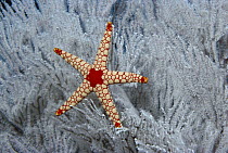 Candy Cane Sea Star (Fromia monilis) in Soft Coral tree, Seychelles
