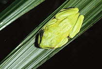 Seychelle Islands Tree Frog (Tachycnemis seychellensis), an endemic species, sleeps under palm frond during the day, Seychelles, Indian Ocean