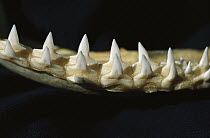 Bull Shark (Carcharhinus leucas) teeth, Florida