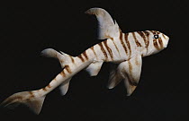 Zebra Horn Shark (Heterodontus zebra), South Pacific