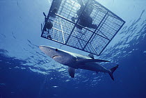 Blue Shark (Prionace glauca) an open ocean predator, swimming near diver in cage, California