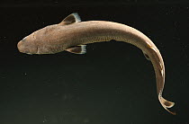 Pygmy Shark (Euprotomicrus bispinatus) small size, maximum 12 inches