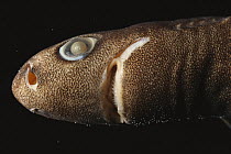 Pygmy Shark (Euprotomicrus bispinatus) small size, maximum 12 inches