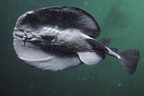 Electric Ray (Torpedo californica) generates 120 volts of electric voltage