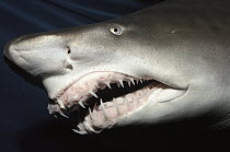 Grey Nurse Shark (Carcharias taurus) close-up of teeth and nose, Steinhart Aquarium, San Francisco, California