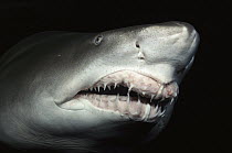 Grey Nurse Shark (Carcharias taurus) close-up of teeth and nose, Steinhart Aquarium, San Francisco, California