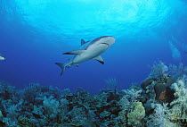 Caribbean Reef Shark (Carcharhinus perezii) underwater, Bahamas, Caribbean