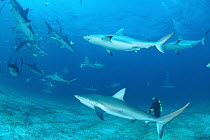 Caribbean Reef Shark (Carcharhinus perezii) group attracted to bait surround diver Peter Brueggeman, Bahamas, Caribbean