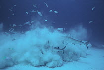 Caribbean Reef Shark (Carcharhinus perezii) group stir up sand in a feeding frenzy, not dangerous to divers, Bahamas