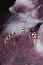 Banded Coral Shrimp (Stenopus hispidus) sets up cleaning stations on coral heads, Caribbean