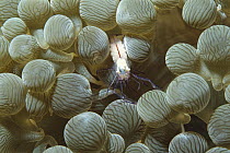 Coral Shrimp (Vir philippinensis) gain protection among stinging tentacles of Bulb Tentacle Sea Anemone (Entacmaea quadricolor) filled with eggs, Philippines