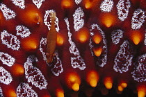 Seastar Shrimp (Periclimenes soror) live on surfaces of Starfish, Sea of Cortez, Baja California, Mexico