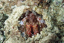 Mantis Shrimp (Odontodactylus scyllarus) in its burrow, ready to strike with claws, California