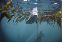 Harbor Seal (Phoca vitulina) floating underwater, Monterey, California