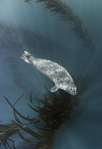 Harbor Seal (Phoca vitulina) swimming underwater near Kelp, Monterey, California