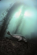 Harbor Seal (Phoca vitulina) gentle and like puppies, Monterey, California