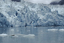 Harbor Seal (Phoca vitulina) resting on icebergs from glacier, Tracy Arm Fjord Southeast Alaska